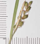 Cumberland sedge